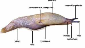 Защо се появяват охлюви на парцела и в къщата и как да се отървем от тях